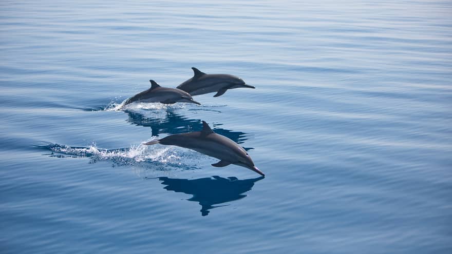 Pod of dolphins