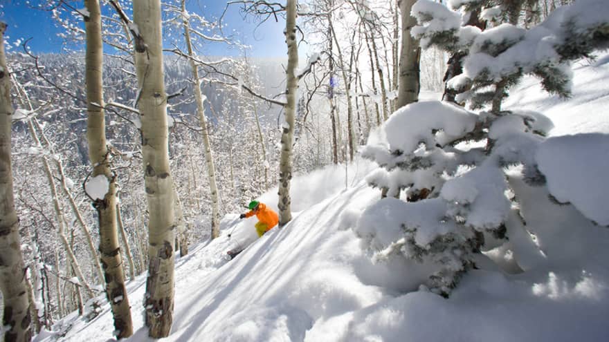 Snowboarder in orange jacket glides down snowy hill between birch trees on sunny day