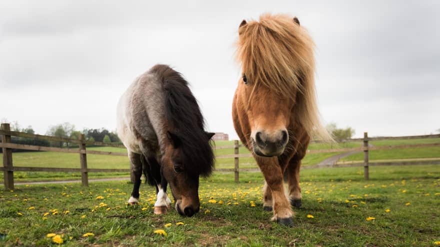 Two Shetland ponies in meadow with pasture fence in backdrop