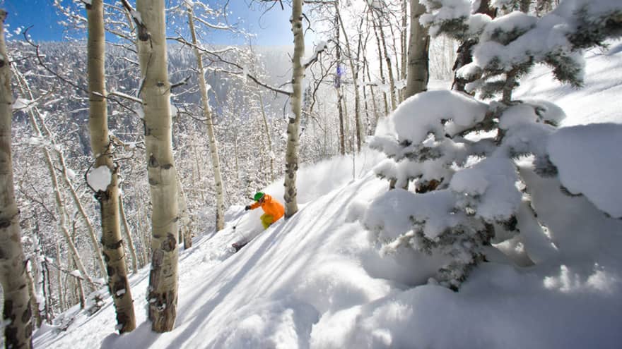 Snowboarder in orange jacket glides down snowy hill between birch trees on sunny day