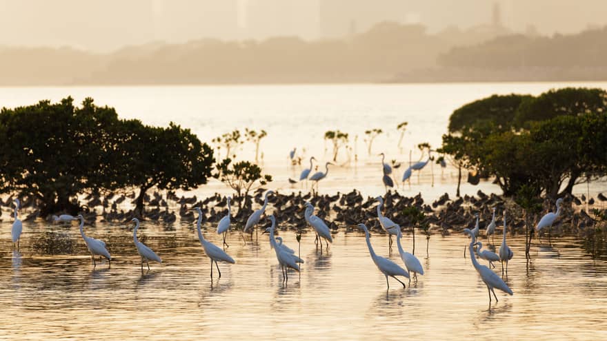 An orange morning glow shines down on a flock of great egrets and ducks as they wade through the water between bushes.