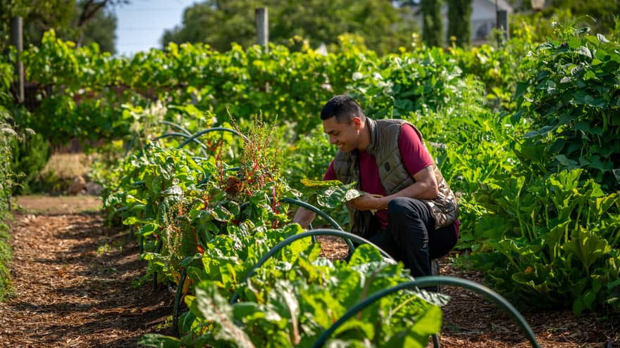 Man with short dark hair wearing brown vest over a red t-shirts and dark pants crouches down in a garden bed to pick greens