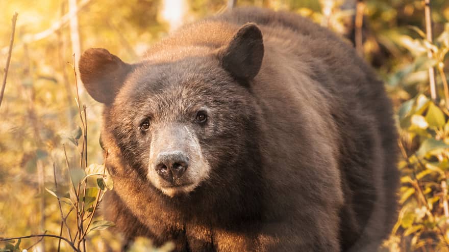 Grizzly bear walking through foliage toward camera