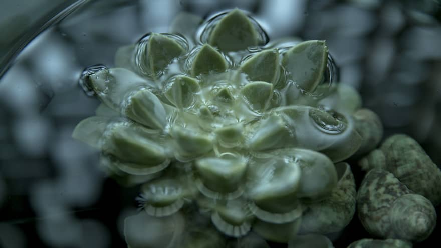 Close up of a green succulent floating in water