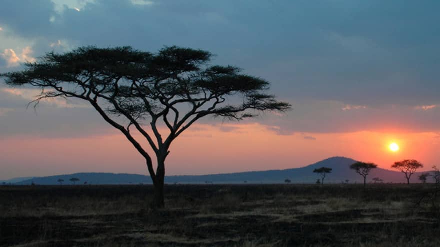 Serengeti plain with tree in forefront, hilltop in distance at sunset