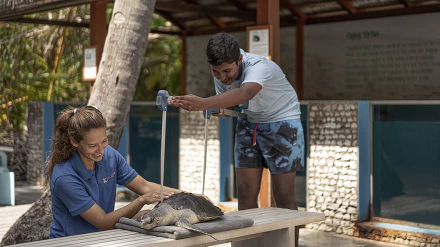 Teen boy works on a sea turtle with resident Turtle Biologist