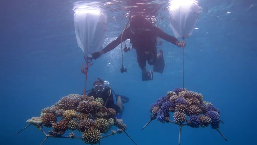 This image depicts two scuba divers in the waters near Four Seasons Resort Maldives at Kuda Huraa, transporting pieces of coral embedded onto coral frames. This image connects to ESG and preserving biodiversity at Four Seasons.