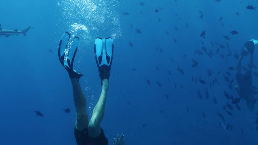 Underwater view of man diving with fins on feet near fish, lagoon shark
