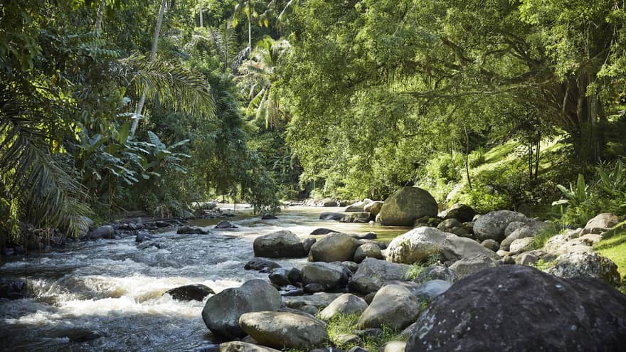 Bucolic sun-dappled river rapids rush past a bank of large rocks within a lush forest of tropical trees and green foliage.