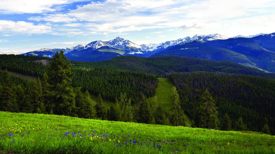 View of the mountains and forest with purple and yellow flowers.