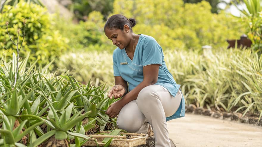 Staff member in blue shirt and khakis bends to collect aloe vera in Resort garden
