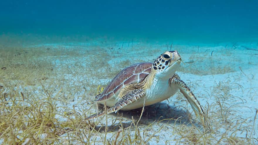 Sea turtle on sandy bottom of ocean floor
