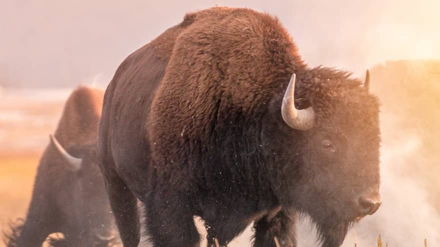 Two bison walking in a field.