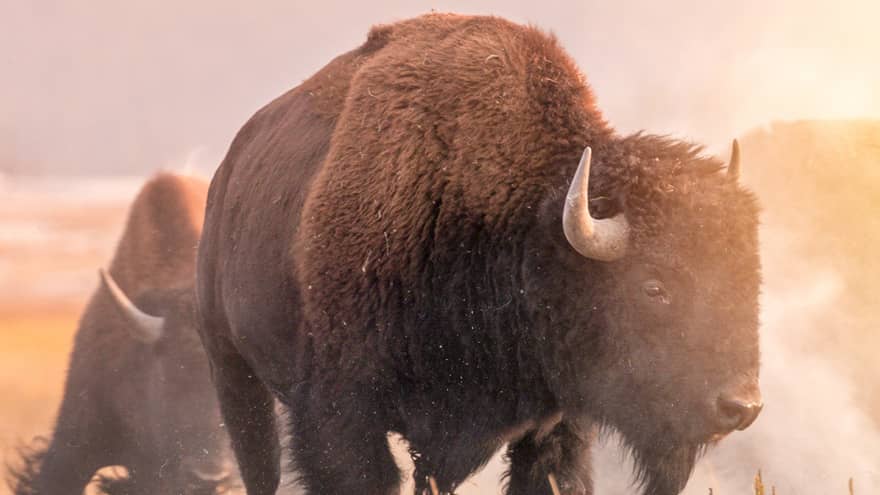 Two bison walking in a field.