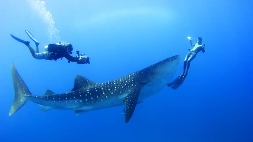 Two scuba divers swim around, film spotted whale shark underwater