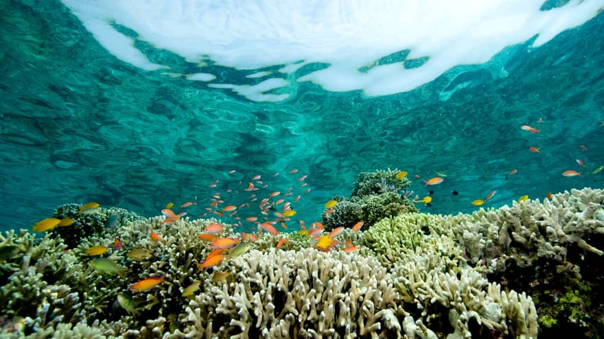 Wide-lens upward view from underwater of a school of small, brightly-coloured fish swimming above a reef of tentacled corals.