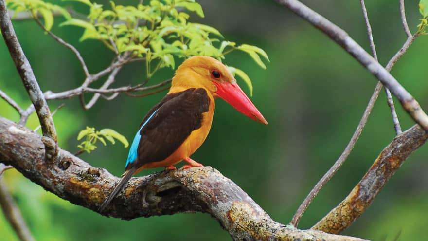 Small tropical yellow bird with large red beak, blue stripe on wing sits on branch