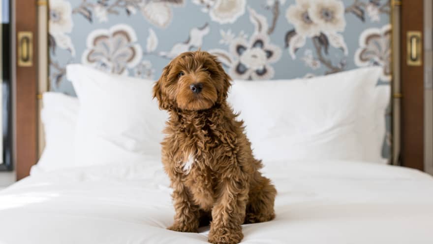 Brown-haired dog sits on top of a white hotel bed with a blue-and-white floral headboard