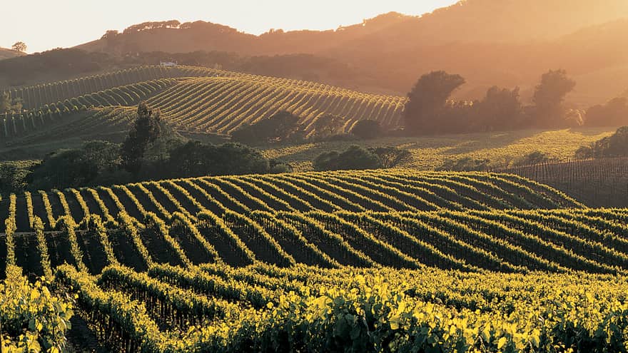 Expansive view of rolling hills striped with grapevines and dotted with trees and shrubs bathed in misty morning sunlight.