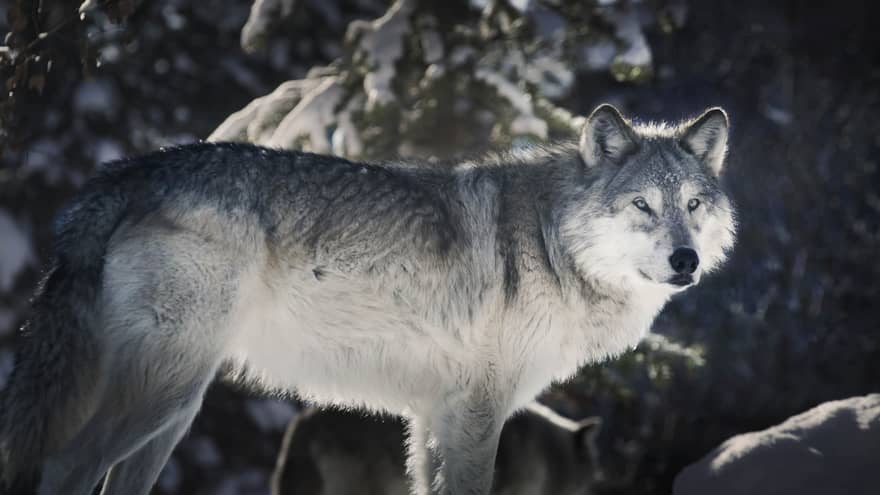 Close-up shot of grey wolf in snowy environment