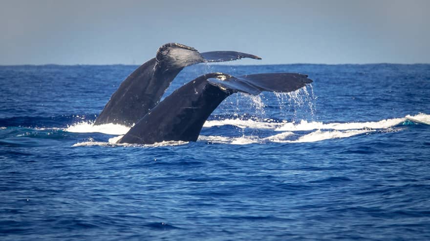 The tails of two humpback whales rise above the ocean off the coast of Maui