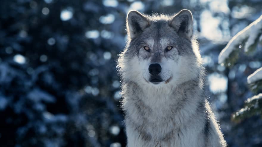 Gray and white wolf with snowy trees in the background.