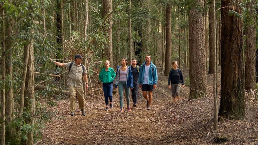Group of people hike in the woods on Lanai island, Hawaii
