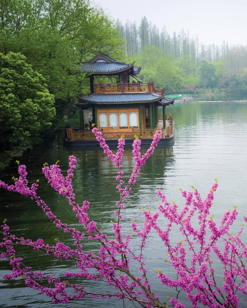 Chinese rowboat floats on West Lake beyond floating gazebo past bush with purple flowers