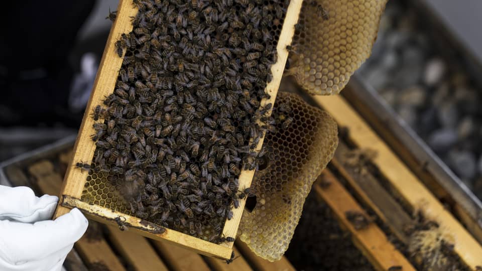 A cluster of honey bees on a honey comb built into a wooden frame that was taken out of a hive box by a gloved beekeeper.