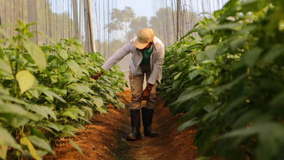 A person touches and checks plants at farm