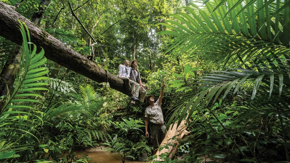 Couple sit on large downed tree in rainforest as nature guide points up