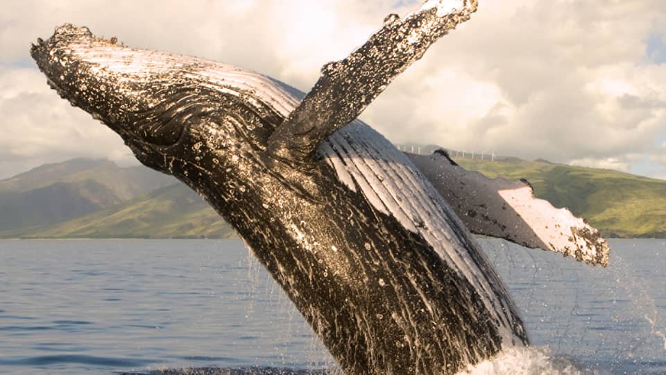 A humpback whale jumping out of the water
