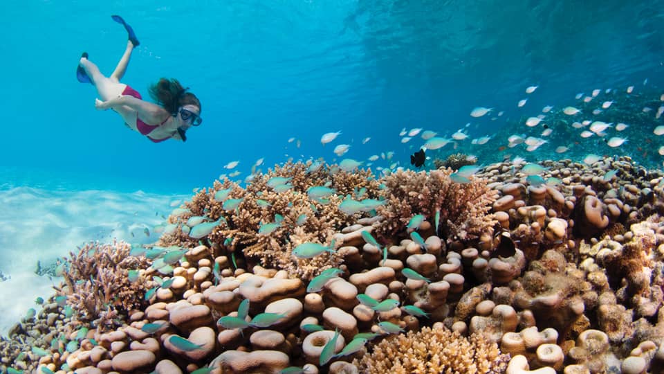 A tourist snorkelling underwater above a vibrant coral reef surrounded by small tropical fish
