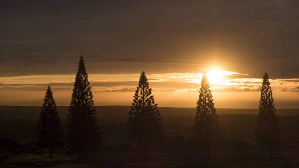A sunrise or sunset behind trees.