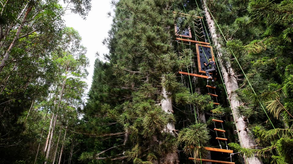 View from below of a climber gripping a plank by an open handhold on a vertical obstacle course in a dense pine forest.