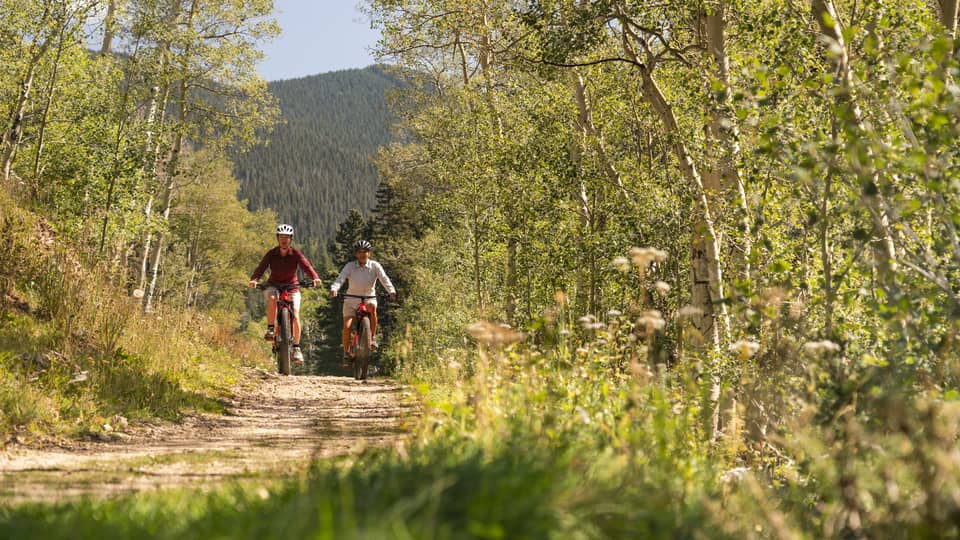 Two people biking down a trail surrounded by thin trees.