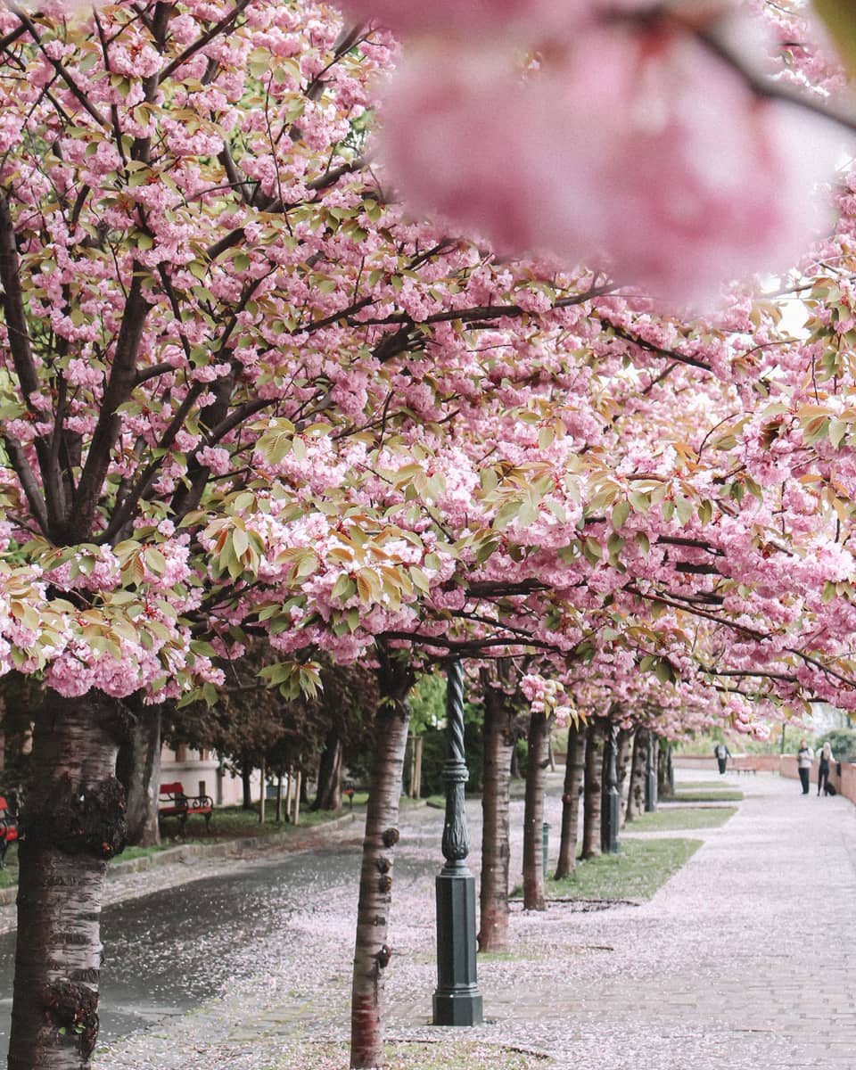 Street lined with cherry trees in full pink bloom