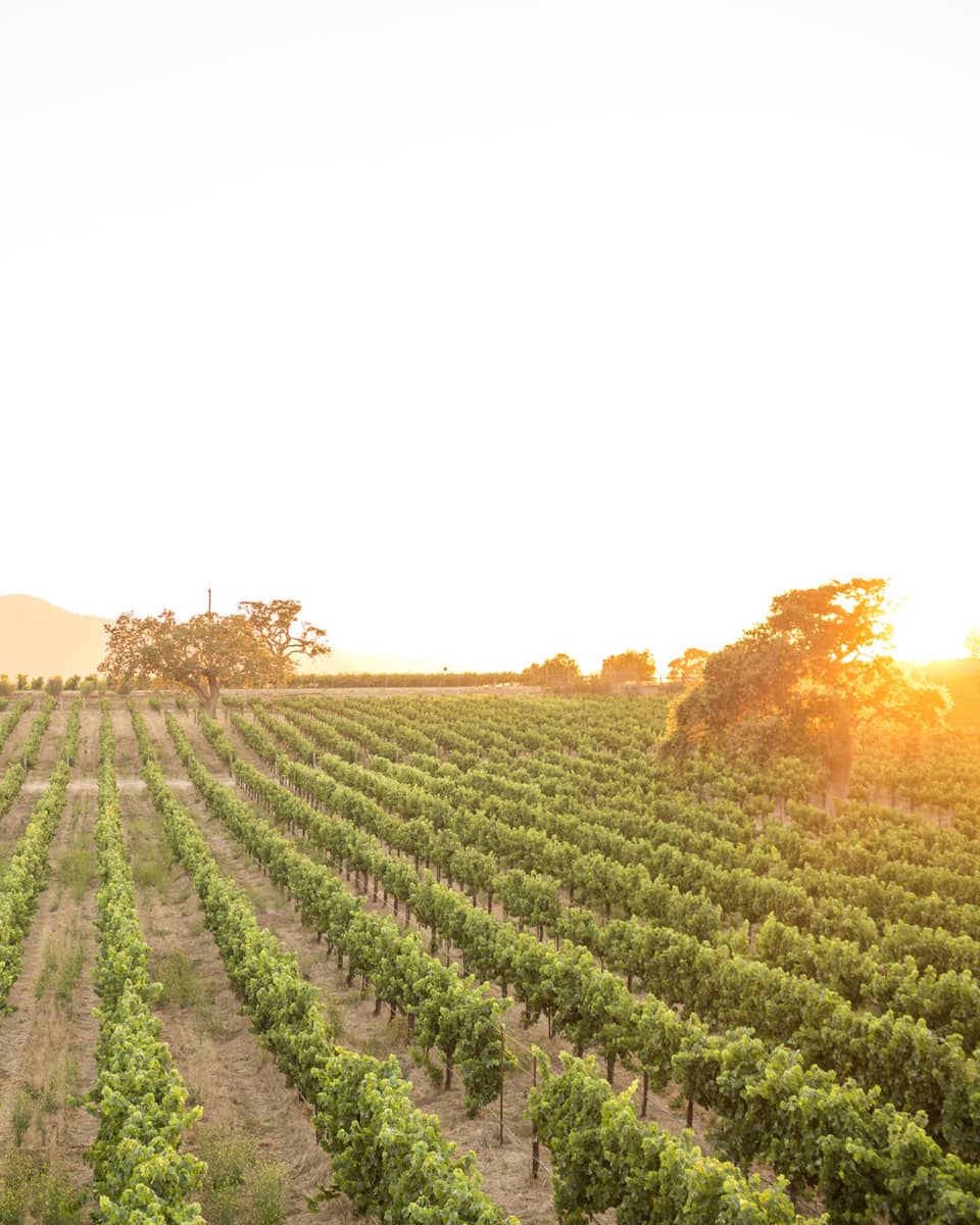 Wide view of rows of green grapes, plants in wine vineyard at sunrise