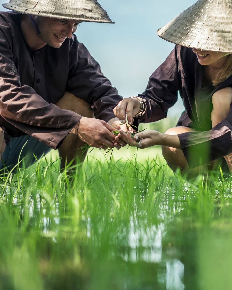Couple wearing traditional farmer hats plant rice seedlings in water, grass