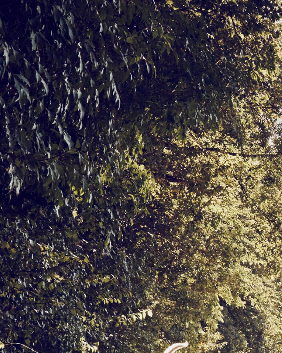Man walks dog along tree-lined trail on country road