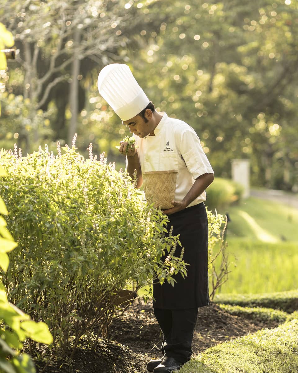 A chef collecting fresh vegetables and herbs from a garden to use in his creations