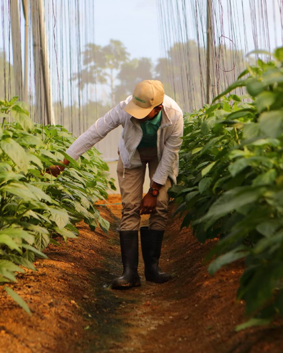 A person touches and checks plants at farm