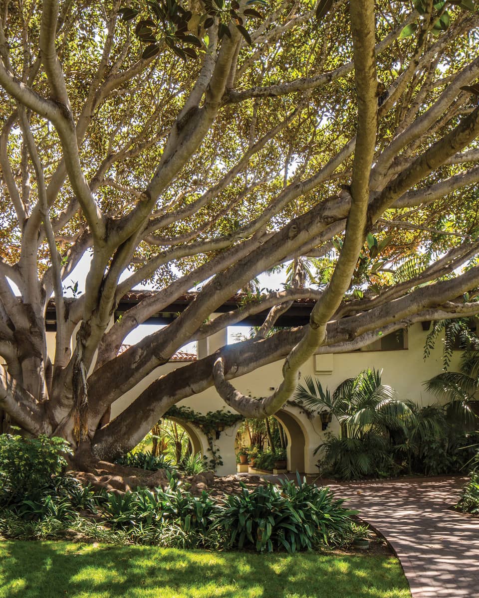 An up-close shot of a Spanish Colonial-style building surrounded by lush greenery and a Moreton Bay fig tree in front