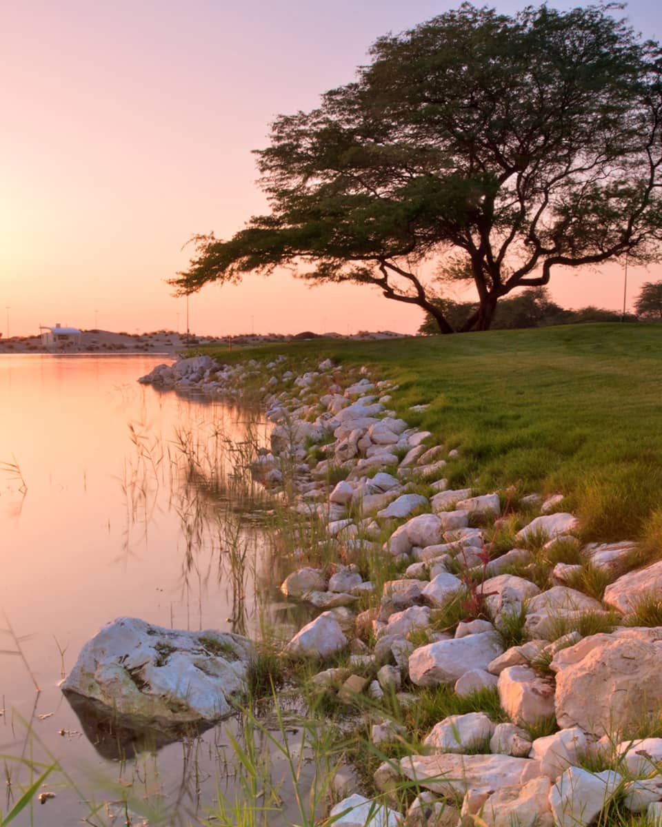 A rocky bank with several small trees lining it.