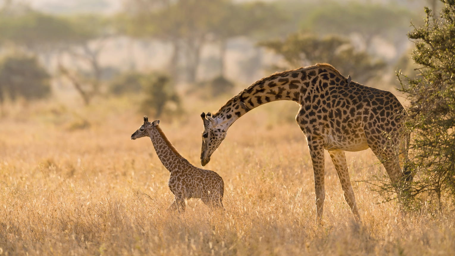 African Wonders by Private Jet