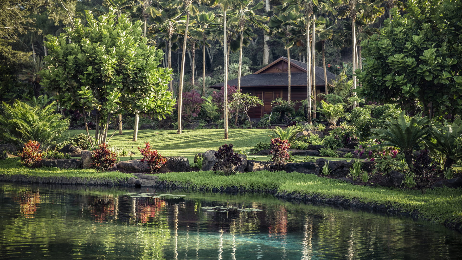 A single timber hale with a wide shingled roof set back on a mown lawn among palms and tree ferns, lava-rock terraces and red-leaved crotons stepping down to the edge of a still green pond that mirrors the whole garden.