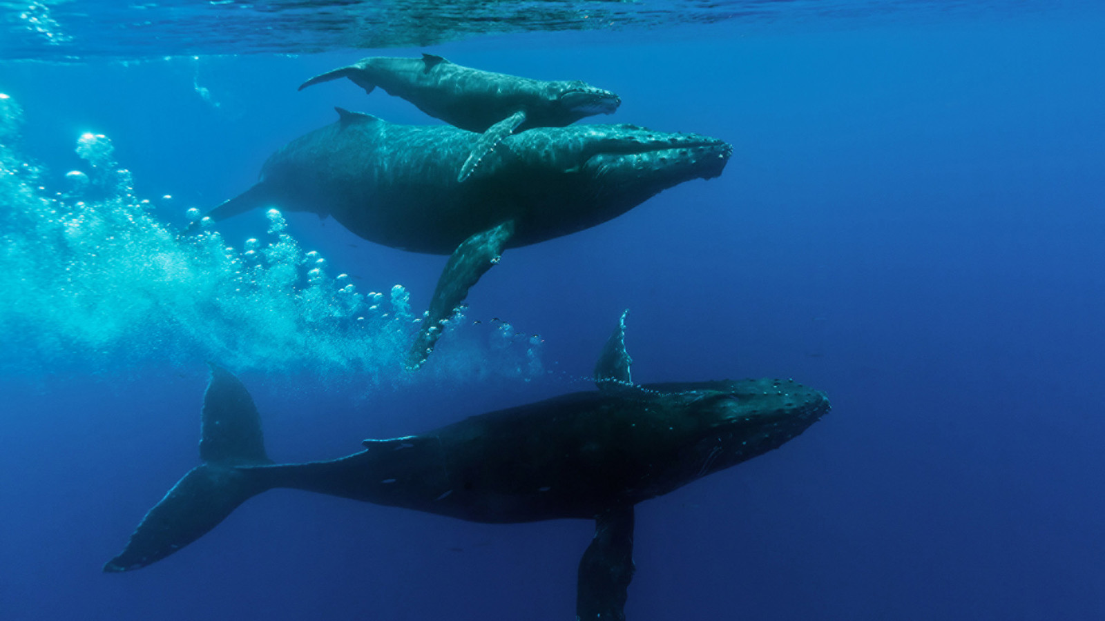 Maui Whale Watching Whale Watching in Maui Four Seasons Maui