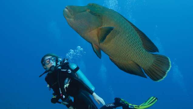 Dive Discovery Package Offered at Four Seasons Resort Maldives at Landaa Giraavaru, a 5-Star Resort in the Maldives