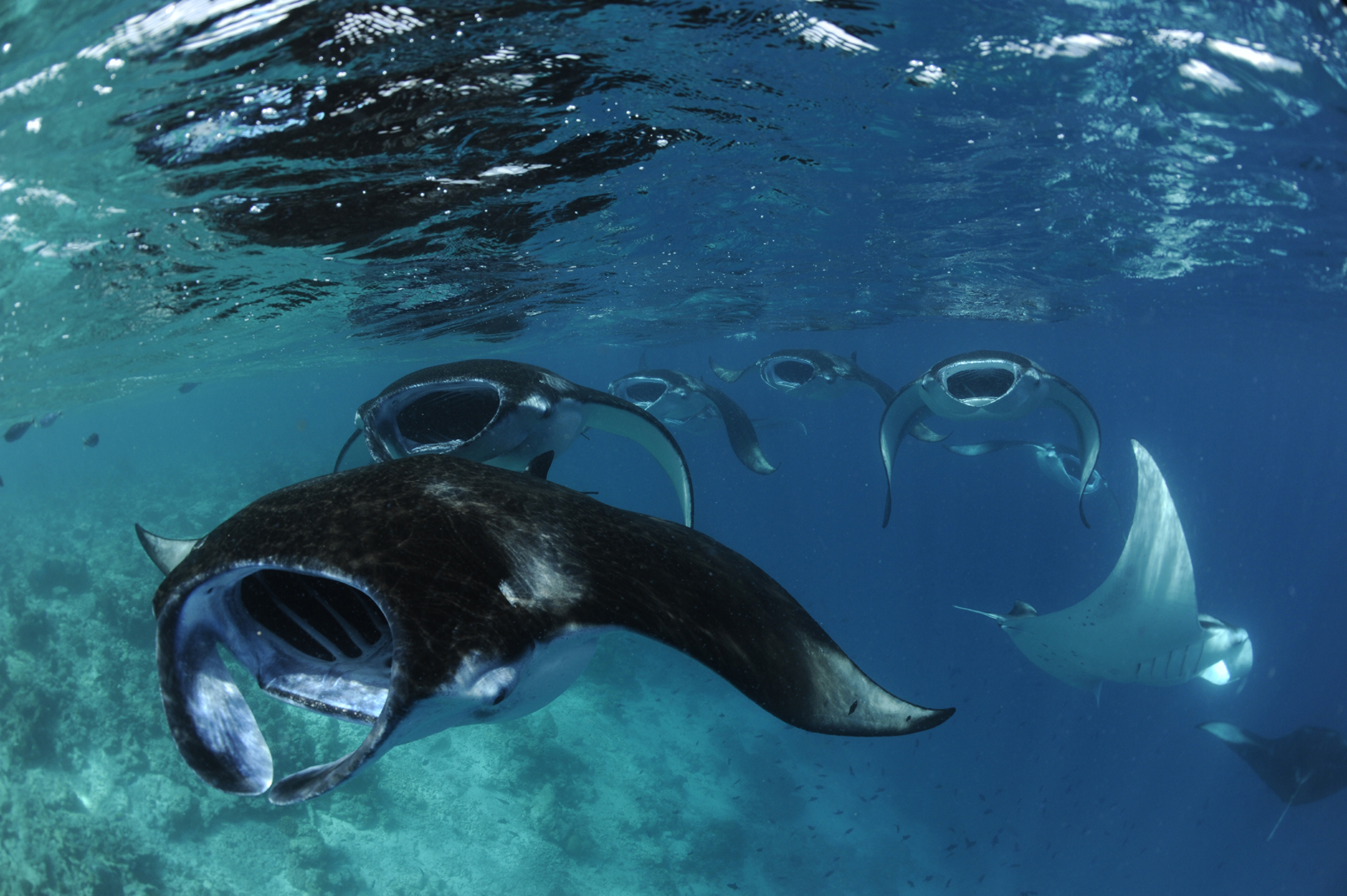 Scuba Diving