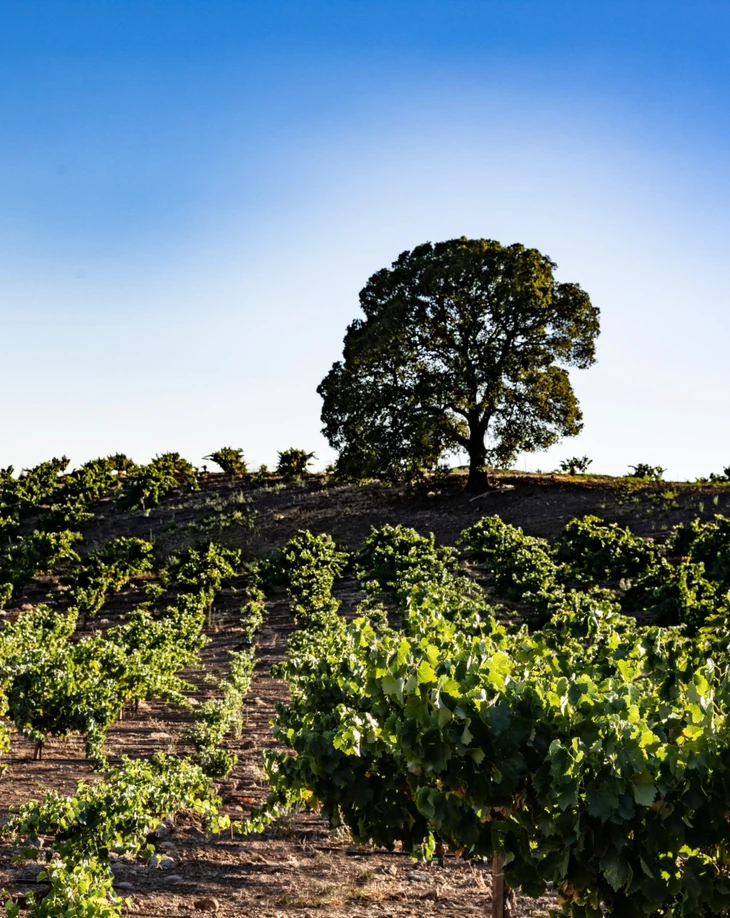 Vineyard rows and a large oak tree beneath a clear California sky